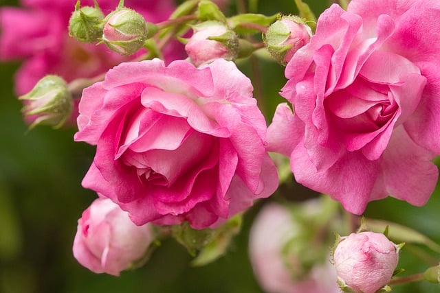 Free download rosebush pink roses bloom summer free picture to be edited with GIMP free online image editor