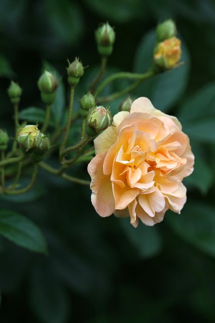 Free download rose bush rose dog rose rose petals free picture to be edited with GIMP free online image editor