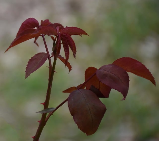 Free download rose bush rose vine rose thorns free picture to be edited with GIMP free online image editor