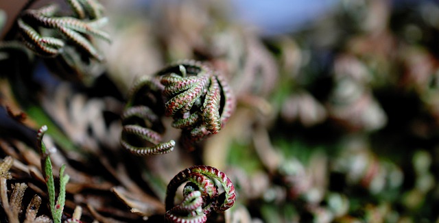 Free download rose by jericho plant free picture to be edited with GIMP free online image editor