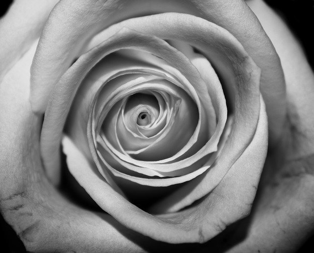 Download gratuito Modello fotografico gratuito Rose Closeup in bianco e nero da modificare con l'editor di immagini online di GIMP