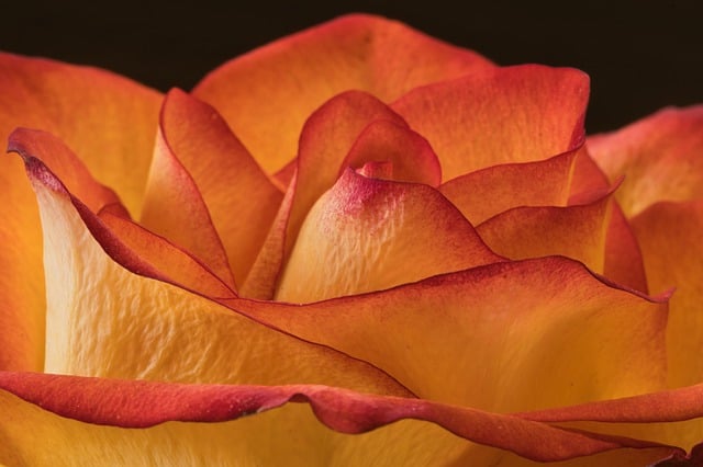 Free download rose close up blossom bloom flower free picture to be edited with GIMP free online image editor