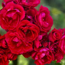 Rose Cluster  screen for extension Chrome web store in OffiDocs Chromium