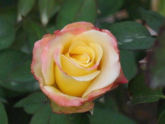 バラの色の花を無料ダウンロード - GIMP オンライン画像エディターで編集できる無料の写真または画像