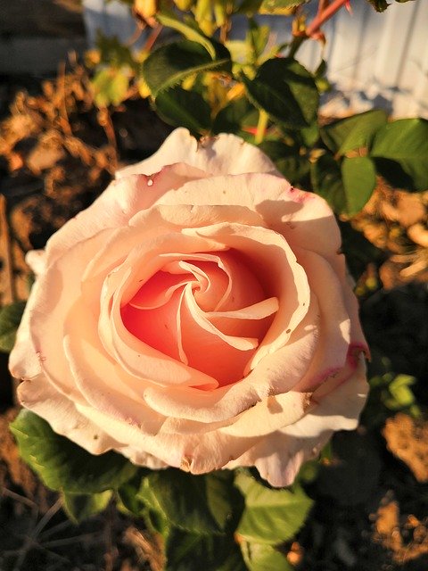 Libreng download Rose Cream Flower - libreng larawan o larawan na ie-edit gamit ang GIMP online na editor ng imahe