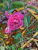 Free download Rose Draw free photo or picture to be edited with GIMP online image editor