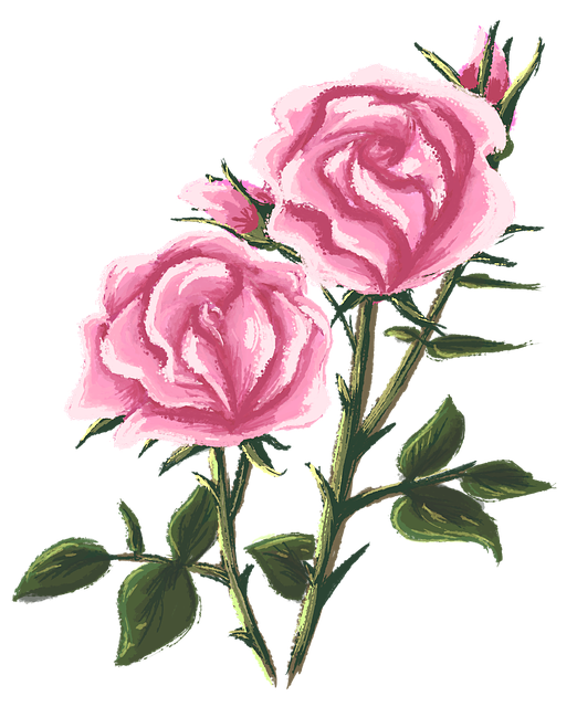 Free download Rose Drawing Painting -  free illustration to be edited with GIMP free online image editor