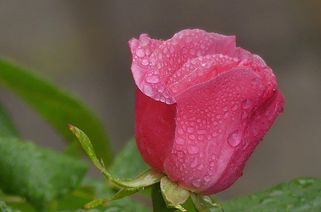 Free download Rose Drip Flower -  free photo or picture to be edited with GIMP online image editor