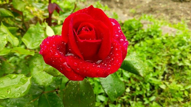 Téléchargement gratuit de Rose Drop Flower - photo ou image gratuite à éditer avec l'éditeur d'images en ligne GIMP