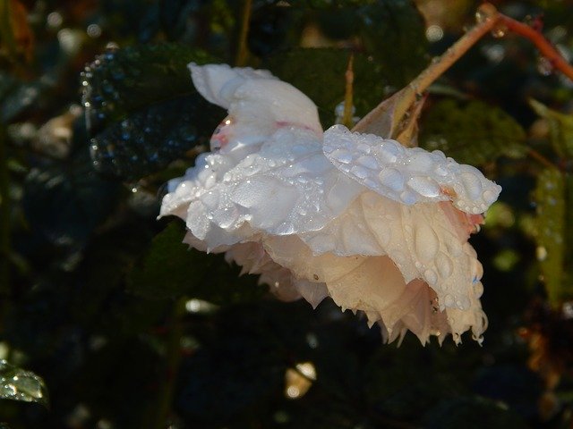 Free download Rose English White -  free photo or picture to be edited with GIMP online image editor