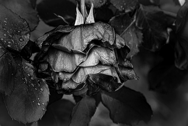 Bezpłatne pobieranie różanej wyblakłej decoupage awaryjnej róży darmowe zdjęcie do edycji za pomocą bezpłatnego internetowego edytora obrazów GIMP