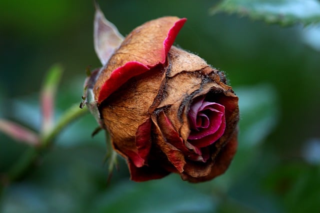 Free download rose faded dry flower dried fall free picture to be edited with GIMP free online image editor