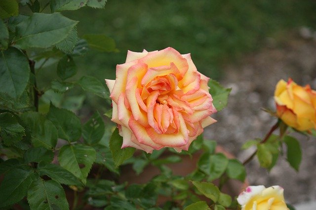 Unduh gratis Rose Fleur Flores - foto atau gambar gratis untuk diedit dengan editor gambar online GIMP