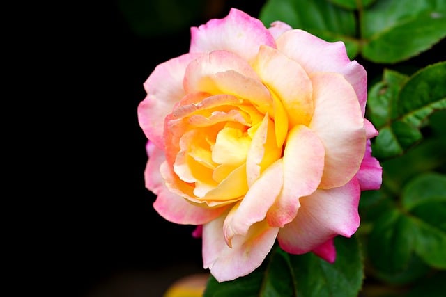 Free download rose flora flower nature botany free picture to be edited with GIMP free online image editor