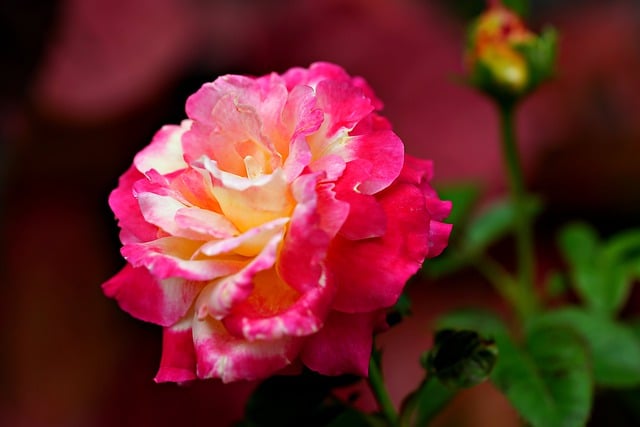 Descarga gratuita de imágenes gratuitas de botánica de flores de naturaleza de flora de rosas para editar con el editor de imágenes en línea gratuito GIMP