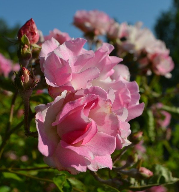 ดาวน์โหลดฟรี Rose Flower Beauty - ภาพถ่ายหรือรูปภาพฟรีที่จะแก้ไขด้วยโปรแกรมแก้ไขรูปภาพออนไลน์ GIMP