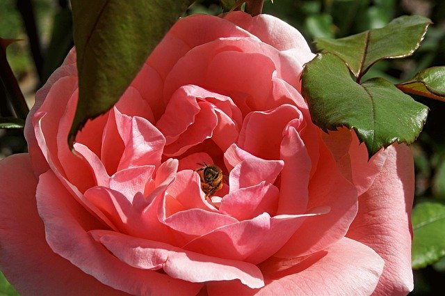 Free download Rose Flower Bee -  free photo or picture to be edited with GIMP online image editor