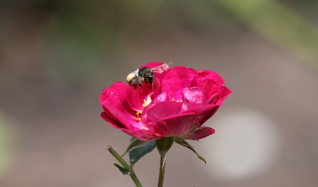 Free download rose flower bee insect nature free picture to be edited with GIMP free online image editor