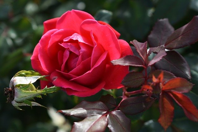 免费下载玫瑰花绽放 - 使用 GIMP 在线图像编辑器编辑的免费照片或图片