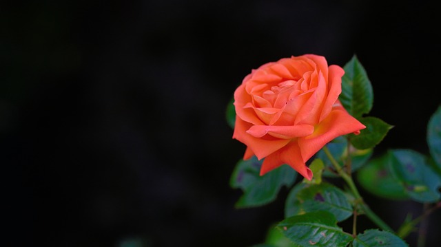 Free download rose flower bloom blossom bloom free picture to be edited with GIMP free online image editor