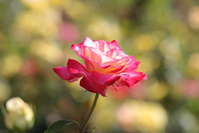 Free download rose flower bloom pink yellow free picture to be edited with GIMP free online image editor