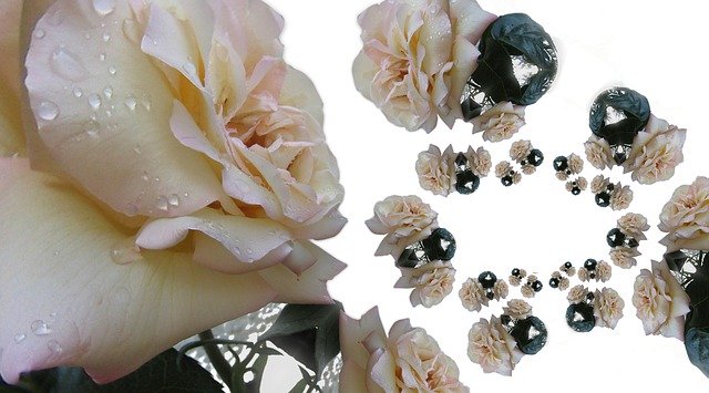 Unduh gratis template foto Rose Flower Blossom gratis untuk diedit dengan editor gambar online GIMP