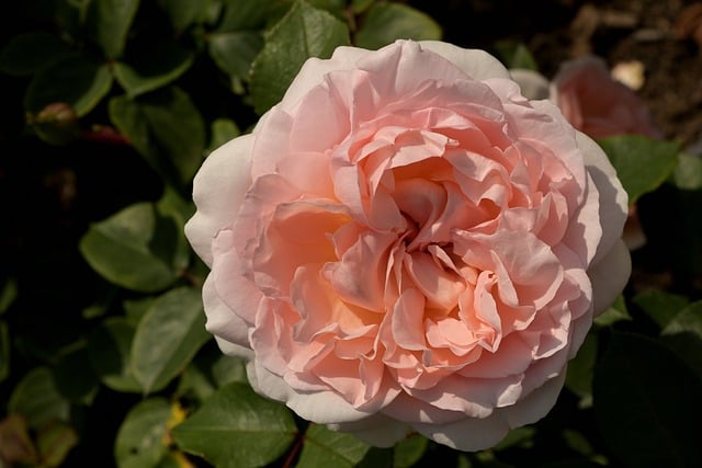 Free download rose flower blossom bloom free picture to be edited with GIMP free online image editor