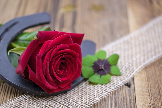 دانلود رایگان عکس عاشقانه شکوفه گل رز برای ویرایش با ویرایشگر تصویر آنلاین رایگان GIMP