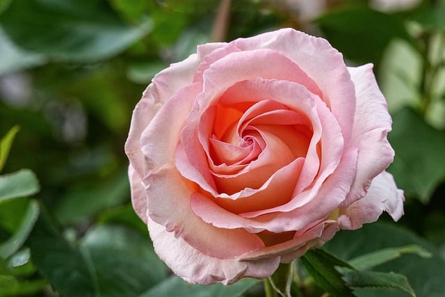 Free download rose flower blossom bloom spring free picture to be edited with GIMP free online image editor