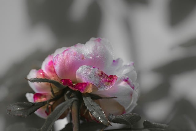 Free download rose flower blossom bloom withered free picture to be edited with GIMP free online image editor