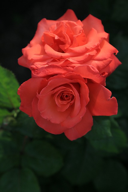 Free download rose flower botany bloom blossom free picture to be edited with GIMP free online image editor
