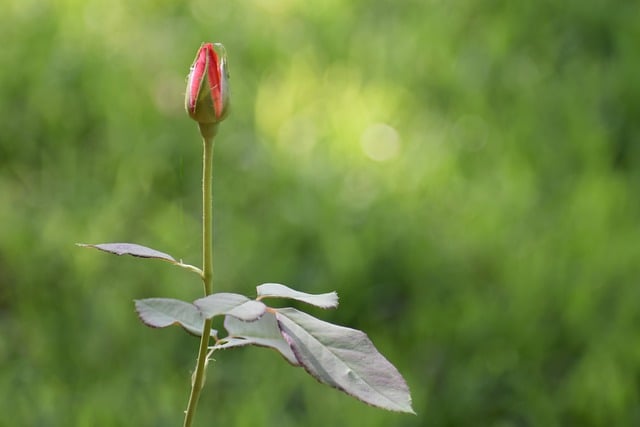 Free download rose flower bud bloom blossom free picture to be edited with GIMP free online image editor