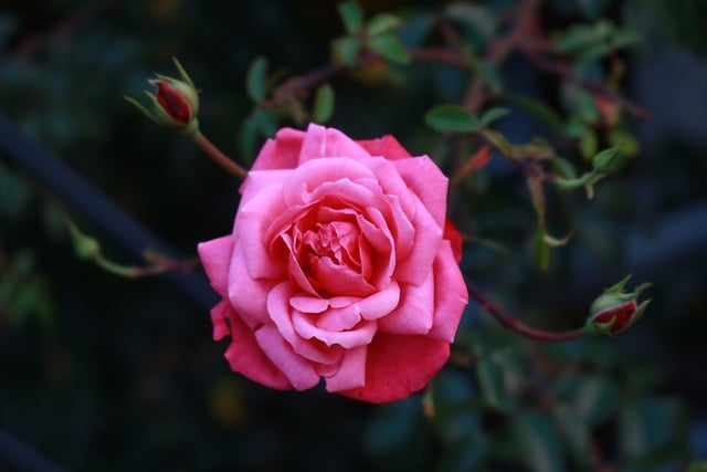 バラの花のつぼみの花びらの自然を無料でダウンロードして、GIMPで編集する無料のオンライン画像エディター
