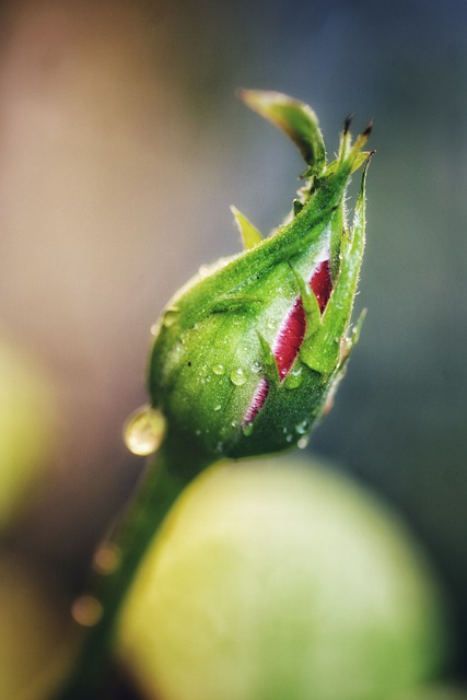 Free download rose flower buttom from the rose free picture to be edited with GIMP free online image editor