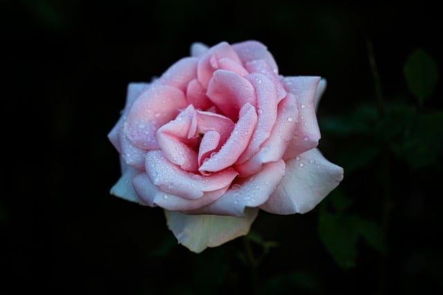 הורדה חינם של ורד פרח טל ורוד ורד תמונה בחינם לעריכה עם עורך תמונות מקוון בחינם של GIMP