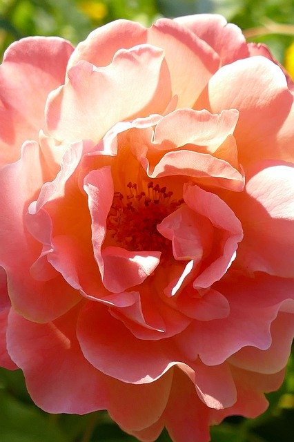 Descarga gratuita Rose Flower Flora - foto o imagen gratuita para editar con el editor de imágenes en línea GIMP