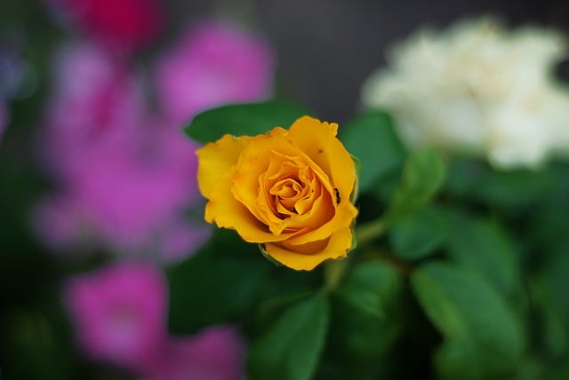 Free download rose flower flora love yellow free picture to be edited with GIMP free online image editor