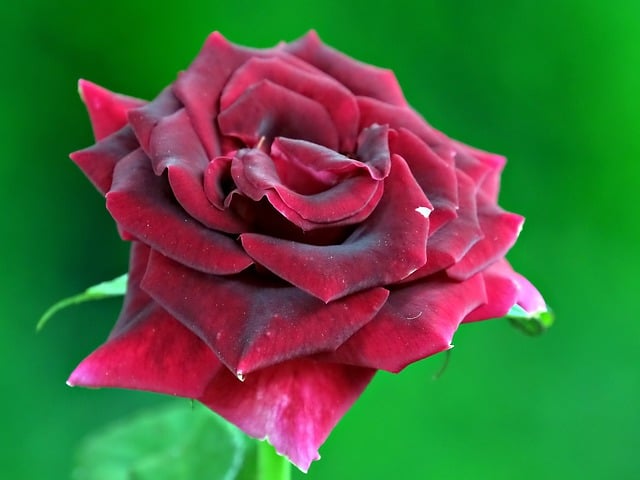 הורדה חינם של צמחיית פרחי ורדים טבע תמונה בחינם לעריכה עם עורך תמונות מקוון בחינם של GIMP