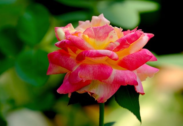 Free download rose flower flora nature bloom free picture to be edited with GIMP free online image editor