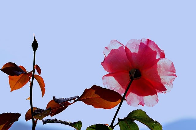Free download rose flower flora nature botany free picture to be edited with GIMP free online image editor
