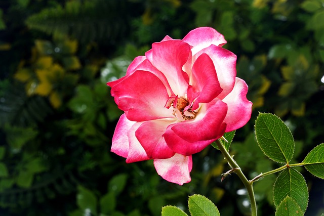 Free download rose flower flora petals nature free picture to be edited with GIMP free online image editor