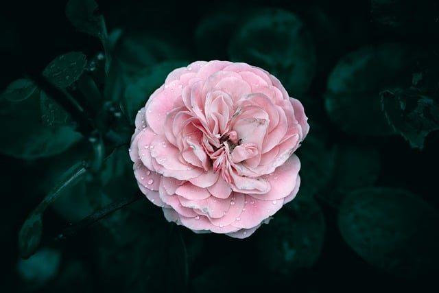Free download rose flower flower head free picture to be edited with GIMP free online image editor