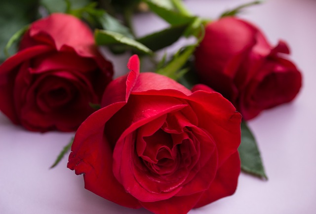 Free download rose flower flowers holiday gift free picture to be edited with GIMP free online image editor