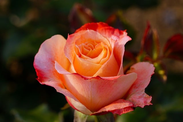 قم بتنزيل صورة حديقة الزهور الوردية الجميلة مجانًا لتحريرها باستخدام محرر الصور المجاني عبر الإنترنت GIMP