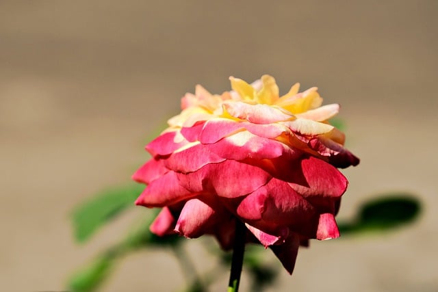 Free download rose flower garden petals bloom free picture to be edited with GIMP free online image editor