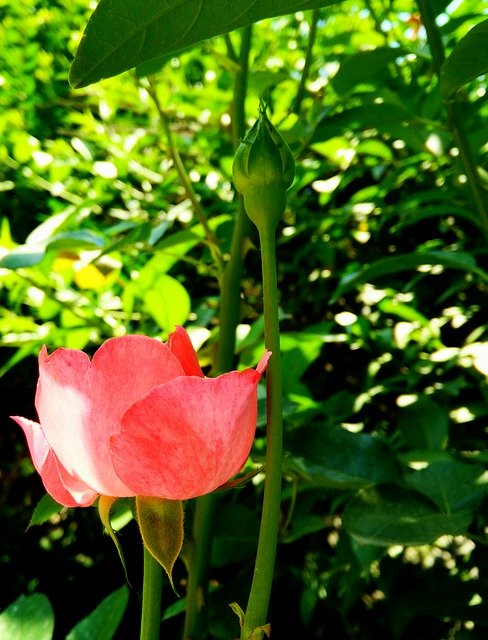 Gratis download Rose Flower Green - gratis foto of afbeelding om te bewerken met GIMP online afbeeldingseditor