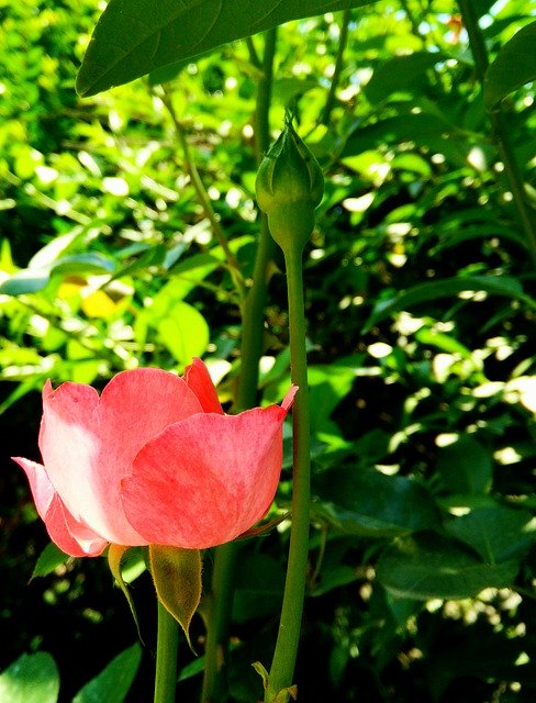 বিনামূল্যে ডাউনলোড করুন রোজ ফ্লাওয়ার গ্রিন - বিনামূল্যে ছবি বা ছবি GIMP অনলাইন ইমেজ এডিটর দিয়ে সম্পাদনা করতে হবে