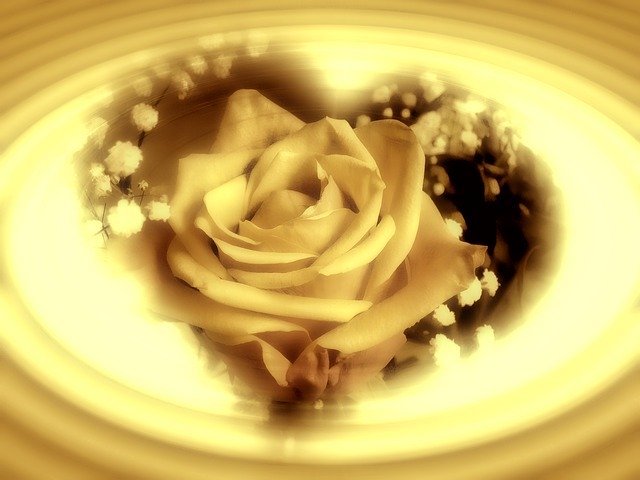 Free download Rose Flower Heart -  free illustration to be edited with GIMP free online image editor
