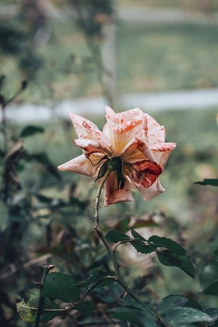 Descărcare gratuită trandafir flori ierburi flora înflorire fotografie gratuită pentru a fi editată cu editorul de imagini online gratuit GIMP