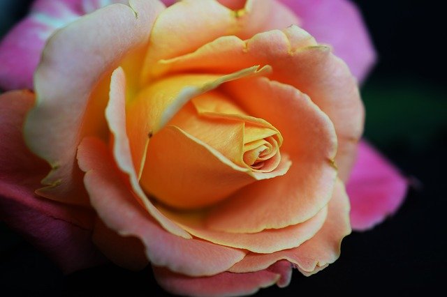Free download rose flowering beautiful flower free picture to be edited with GIMP free online image editor